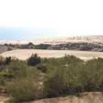 The sand-dunes featured here was purr-fect!
