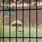 Another bird (I am not good with bird's name - esp. the feather variety!)