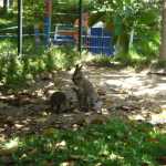 Kangaroos - not sure the relation of Kangaroos to a "Bird Valley" - hmmm...this place appears more of a zoo than a Bird santuary!