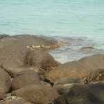 DSC07982.JPG