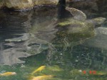 Giant turtle's