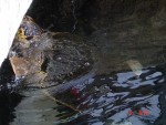 Another photo of the turtle's - aren't they great?