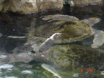 The turtle's swimming around...