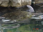 Another one swimming....