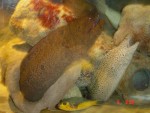 Interesting fish...