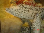 More great fish...