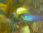 Colourful fish....swimming around...