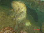 Yet more fish....