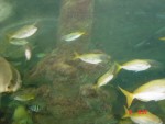 More fish in the tunnel...