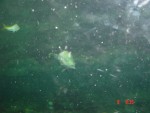 More fish....