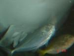 Another couple of fish...