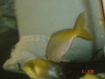 Nice yellow fish...