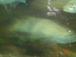 More fish....