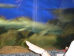 Fast fish...