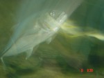 Grand fish....