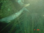 Large fish....