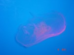 Jelly fish