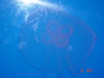 Another jelly fish