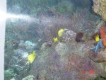 Coral reef and small colourful fish!