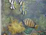 Even more really nice colourful fish!