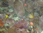 Loads of little fish within the Coral Reef
