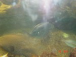 Larger fish....