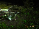 The Night Safari trip....