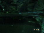 Another photo at the Night Safari
