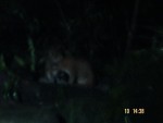 Further animals photos