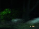 A blurry photo of a baby elephant!!