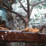 Tiger cub relaxing