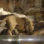 Nice to see that the Lion Den has some enjoyable elements