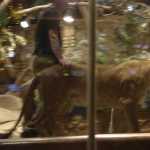 The Male Lion and its keeper