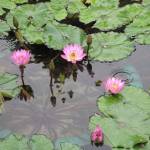 Highlight for Album: Western Lotus Pond Garden Visit - 28th Dec 2008