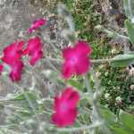 IMG_3390.JPG
