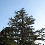 IMG_3442.JPG