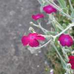 IMG_3459.JPG