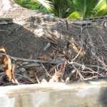 IMG_1662.JPG