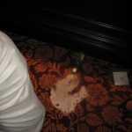 It wasn't me guv'...and yes it was only a Peroni...if it were Guinness, I would have been motified for the waste!