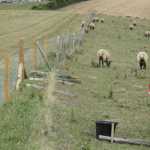 The sheep are inspecting our work! Impartial analysis!