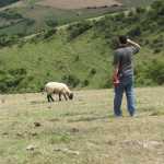 I can't talk right now, there's a lot of sheep interference here...