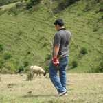 No I am serious, I'm looking at the sheep right now...