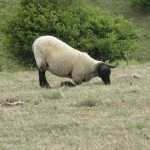 A sheep showing us a unconventional way to eat...I guess it's like us holding our knifes and forks weirdly! :)