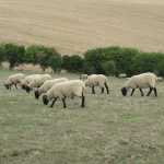 We left the sheep alone...they looked quite scary! The GNS leadership team look quite nice don't they? :)