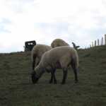 You can just see Vicky and Nick in the backdrop...and no I am not talking about the sheep :)