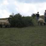 The Sheep loved reaping the rewards of our hard labour!