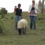 Whoops...mind the sheep!