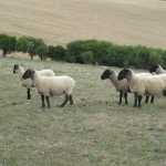 Posing sheep! I wonder what there were thinking?