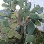 DSC02396.JPG