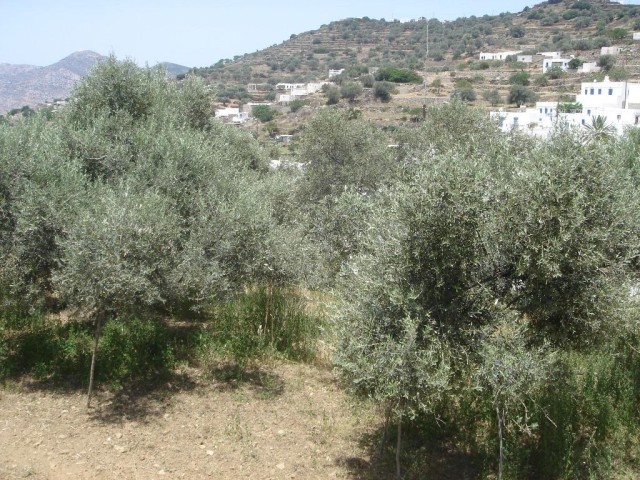 DSC03786.jpg